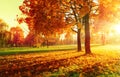 Autumn Landscape. Fall Scene. Trees and Leaves in Sunlight Rays Royalty Free Stock Photo
