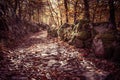 Autumn landscape with fallen leaves and stone