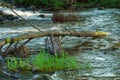 Autumn landscape. A fallen tree in a mountain river. A beautiful stormy river and clear water washes a fallen tree. Pure mountain Royalty Free Stock Photo