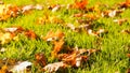 Autumn landscape. Fallen yellow maple leaves on green grass in the rays of the low sun. Fallen Autumnal Leaves on the Grass Floor Royalty Free Stock Photo