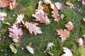 Autumn landscape. Fallen yellow maple leaves on green grass in the rays of the low sun. Fallen Autumnal Leaves on the Grass Floor Royalty Free Stock Photo