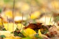 Autumn landscape of falling natural yellow broun orange leaves bokeh on treesand green grass