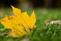 Autumn landscape of falling natural yellow orange leave on green grass bokeh