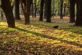 Autumn landscape of falling natural yellow orange leaves on trees and sun gleams.