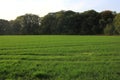 Autumn landscape with a field of winter crop, trees and evening sky Royalty Free Stock Photo