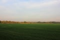 Autumn landscape with a field of winter crop, trees and evening sky Royalty Free Stock Photo