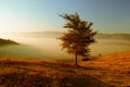 Autumn landscape with fog Royalty Free Stock Photo