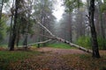 Autumn landscape with fog and a fallen tree. Royalty Free Stock Photo