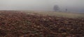 Landscape in the fog, field, hunting blind, trees, field plowed by wild boars