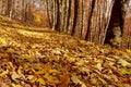 Autumn colors in a landscape in the forest. Colored leaves. Autumn background Royalty Free Stock Photo