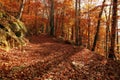 Autumn colors in a landscape in the forest. Colored leaves. Autumn background Royalty Free Stock Photo