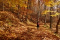 Autumn colors in a landscape in the forest. Colored leaves. Autumn background Royalty Free Stock Photo