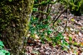 Autumn landscape in the forest of La Fageda de Grevolosa, La Garrotxa