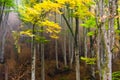 Autumn landscape in the forest of La Fageda de Grevolosa, La Garrotxa