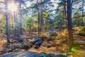 Forest in Autumn with Lens Flares