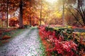 Autumn landscape with forest path Royalty Free Stock Photo