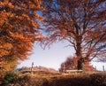 Autumn landscape with forest road and gate