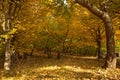 Colors of autumn in the forest. Landscape with colored leaves and the sunlight through trees. Autumn background Royalty Free Stock Photo