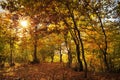 Colors of autumn in the forest. Landscape with colored leaves and the sun through trees. Autumn background Royalty Free Stock Photo