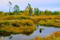 Autumn landscape with forest taiga of Buryatia, near Baikal lake