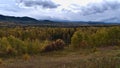 Autumn landscape with forest of yellow colored trees in Bulkley River valley near Yellowhead Highway south of Smithers, Canada.