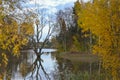Autumn landscape in the forest with yellow trees and mystically withered trees in the lake. The lake creates a perfect reflection