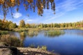 Autumn landscape - gold birch near pond