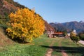 Autumn landscape with gold leaves tree and rural road