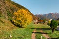 Autumn landscape with gold leaves tree and rural road