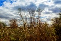 autumn landscape golden autumn in the oak grove near