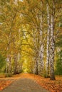 Autumn landscape. Golden autumn in Siberia. Wonderful birches trees cover autumn yellow leaves