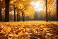 Autumn landscape with golden trees in the park on a sunny day. An atmosphere of calm. Beautiful autumn blurred background.