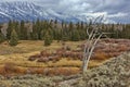 Autumn landscape of Grand Teton National Park in Wyoming Royalty Free Stock Photo