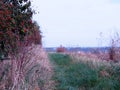 Autumn landscape with grass, trees and rose hips, red rose hips, dry weeds Royalty Free Stock Photo