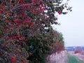 Autumn landscape with grass, trees and rose hips, red rose hips Royalty Free Stock Photo