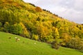 Autumn landscape with grazing cattle