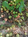Ripe apples, grass in sunny september