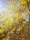 Rowan trees in sunlight in september park