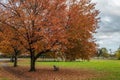 Autumn landscape with colorful leaves on ground, tree and a bench Royalty Free Stock Photo