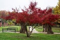 Autumn landscape in Herastrau park, Bucharest. Royalty Free Stock Photo