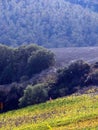 Autumn landscape of the hills in Tuscany, with different terrains, colors and vegetation