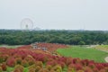 Autumn landscape of Hitachi Seaside park