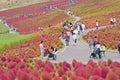 Autumn landscape of Hitachi Seaside park