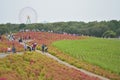Autumn landscape of Hitachi Seaside park