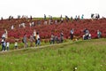 Autumn landscape of Hitachi Seaside park