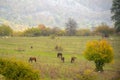 Autumn landscape. Horses graze in the fields, trees with colorful leaves on the mountainside