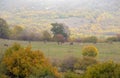 Autumn landscape. Horses graze in the fields, trees with colorful leaves on the mountainside