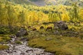 Autumn landscape, horses graze, mountain landscape