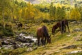 Autumn landscape, horses graze, mountain landscape