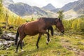 Autumn landscape, horses graze, mountain landscape